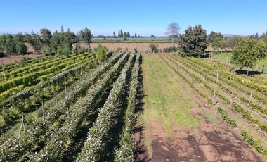 Agrícola en Venta en sector Llano Blanco, comuna de Yerbas Buenas