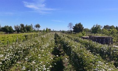 Agrícola en Venta en sector Llano Blanco, comuna de Yerbas Buenas