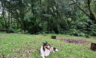 Terreno - San Mateo Acatitlán