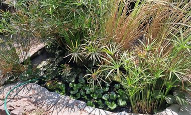 Casa en Arriendo en Casa Roto Chileno