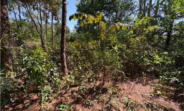 CHAME / SOR / 3088M / GANGA / DESARROLLO ECOLOGICO / AG