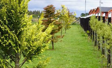 ARRIENDO CABAÑA EN EXCLUSIVA PARCELA SECTOR PLAYA HERMOSA