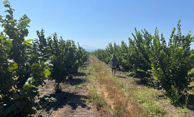 CAMPO EN VENTA, 19,65 HA, AVELLANO EUROPEO, LONGAVÍ