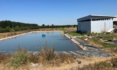 CAMPO EN VENTA, 19,65 HA, AVELLANO EUROPEO, LONGAVÍ