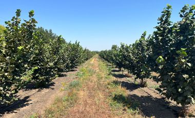 CAMPO EN VENTA, 19,65 HA, AVELLANO EUROPEO, LONGAVÍ