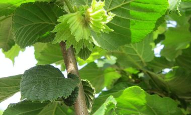 CAMPO EN VENTA, 19,65 HA, AVELLANO EUROPEO, LONGAVÍ