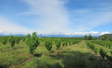 CAMPO EN VENTA, 19,65 HA, AVELLANO EUROPEO, LONGAVÍ