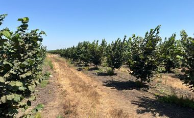 CAMPO EN VENTA, 19,65 HA, AVELLANO EUROPEO, LONGAVÍ