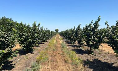 CAMPO EN VENTA, 19,65 HA, AVELLANO EUROPEO, LONGAVÍ