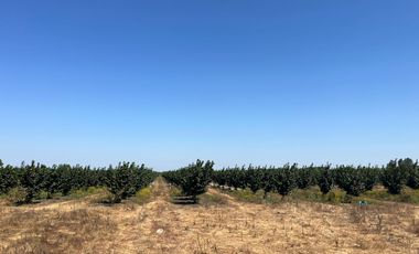 CAMPO EN VENTA, 19,65 HA, AVELLANO EUROPEO, LONGAVÍ