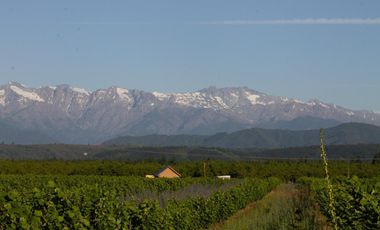CAMPO EN VENTA, 19,65 HA, AVELLANO EUROPEO, LONGAVÍ