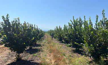 CAMPO EN VENTA, 19,65 HA, AVELLANO EUROPEO, LONGAVÍ