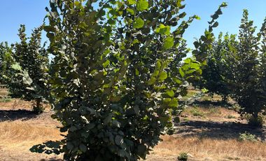 CAMPO EN VENTA, 19,65 HA, AVELLANO EUROPEO, LONGAVÍ