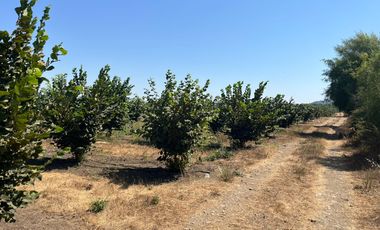 CAMPO EN VENTA, 19,65 HA, AVELLANO EUROPEO, LONGAVÍ