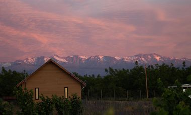 CAMPO EN VENTA, 19,65 HA, AVELLANO EUROPEO, LONGAVÍ