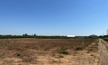 CAMPO EN VENTA, 19,65 HA, AVELLANO EUROPEO, LONGAVÍ