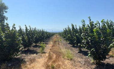 CAMPO EN VENTA, 19,65 HA, AVELLANO EUROPEO, LONGAVÍ