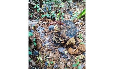 Parcela de agrado Santo Domingo Valdivia