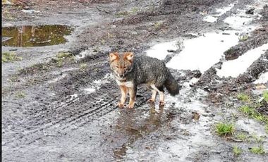 Agrícola en Venta en Venta de Terreno 50 Hectáreas – Quellón, Sector Molulco Natri, Chiloé