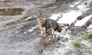 Agrícola en Venta en Venta de Terreno 50 Hectáreas – Quellón, Sector Molulco Natri, Chiloé