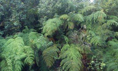 Agrícola en Venta en Venta de Terreno 50 Hectáreas – Quellón, Sector Molulco Natri, Chiloé