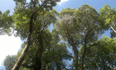 Terreno Construccion  en Venta en Venta de Terreno 50 Hectáreas – Quellón, Sector Molulco Natri, Chiloé