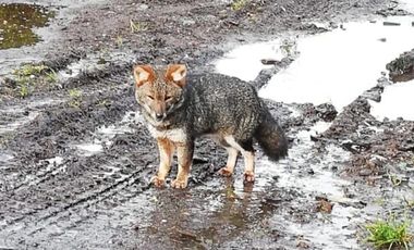Terreno Construccion  en Venta en Venta de Terreno 50 Hectáreas – Quellón, Sector Molulco Natri, Chiloé