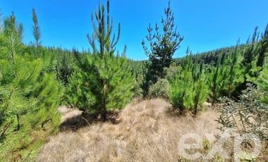 Agrícola en Venta en Vende L31 Alto Colorado.