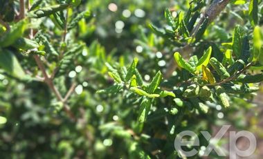 Agrícola en Venta en Vende L31 Alto Colorado.