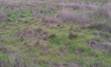 VENTA PARCELA 5040MTS Marchigue