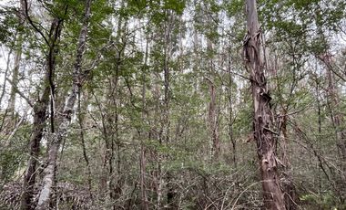 PARCELA CON BOSQUE EN DALCAHUE, A 20 MIN DEL AEROPUERTO