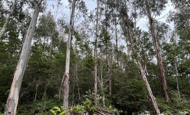 PARCELA CON BOSQUE EN DALCAHUE, A 20 MIN DEL AEROPUERTO