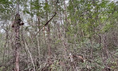 PARCELA CON BOSQUE EN DALCAHUE, A 20 MIN DEL AEROPUERTO