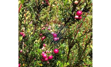 Excelente Terreno Nativo para desarrollo turístico