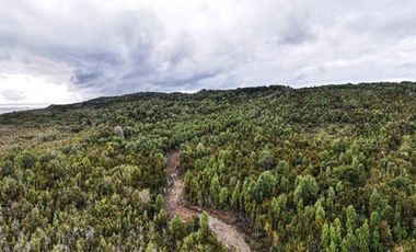 Excelente Terreno Nativo para desarrollo turístico
