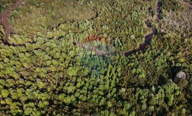 Excelente Terreno Nativo para desarrollo turístico