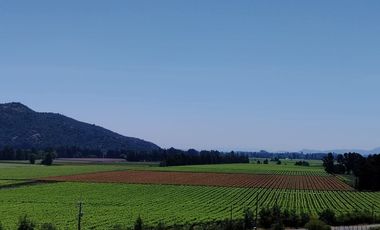 VIÑA MONTGRAS, PALMILLA