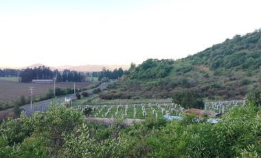 VIÑA MONTGRAS, PALMILLA