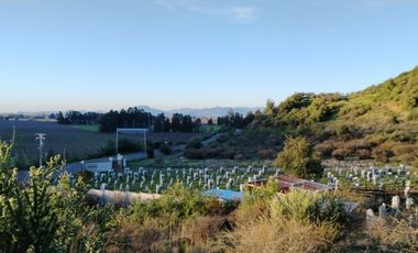 VIÑA MONTGRAS, PALMILLA