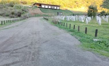 VIÑA MONTGRAS, PALMILLA