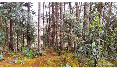 Venta Casa Campestre Santa Elena 220m2