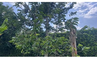 Se vende lote campestre en condominio cerrado Murillo