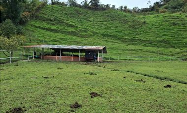 VENDO FINCA EN PEREIRA, LA FLORIDA,  USO PRODUCCION DE LECHE