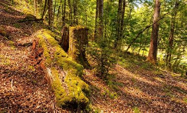 En venta Terreno 14,9 ha. Panqui -Curarrehue