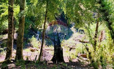 En venta Terreno 14,9 ha. Panqui -Curarrehue