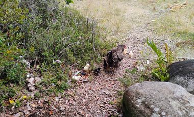 Se arrienda cómoda casa en Huelden, comuna de Ancud