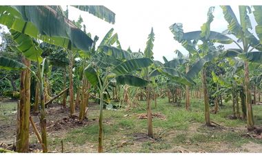 FINCA EN VENTA - BUCHITOLO -CANDELARIA REF: 8461947