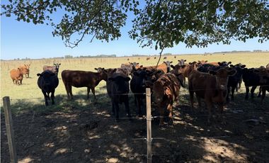 Campo en venta. 227 Has en Ranchos, mixto sobre ruta