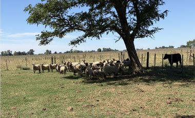 Campo en venta. 227 Has en Ranchos, mixto sobre ruta