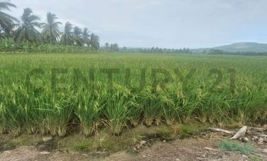 Venta de hermoso Terreno en Sosote, Rocafuerte para cultivo de ciclo corto